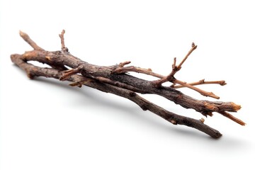 Fototapeta premium Rustic Brown Twigs: A Simple, Natural Still Life