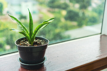 Sansevieria Plant in Pot Sitting Near Window with Blurry Background