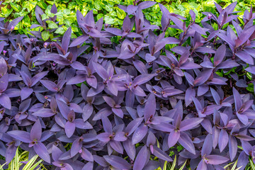 Exploring Purple Heart Plant and Green Foliage Texture for Garden Design