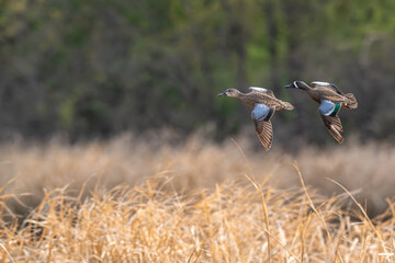 Pair of blue-winged teals in flight.