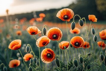 Obraz premium Charming Poppy Floral Layout in Soft Focus Design