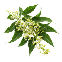 Medicinal neem flowers with green leaves on a Transparent background highlighting their health benefits, Medicinal neem flower on PNG background