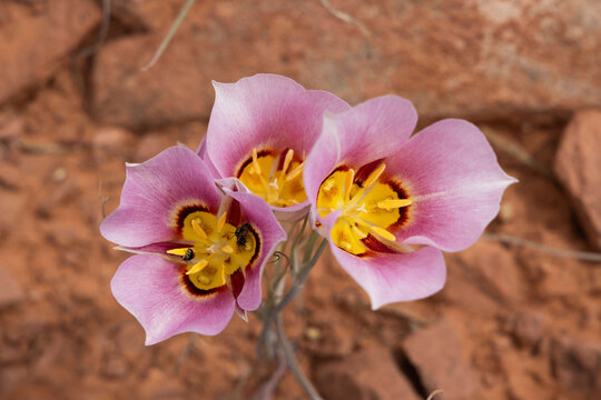 Sego lily, Upheaval Dome Trail, Canyonlands National Park, Utah, USA.