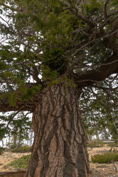 Douglas fir. Bristlecone Loop, Bryce Canyon National Park, Utah, USA.