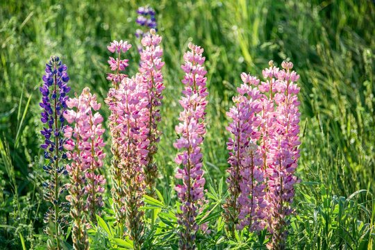 USA, Vermont, Stowe. Field of lupines blooming in spring on Rt 100