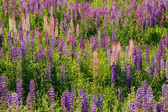 USA, Vermont, Stowe. Field of lupines blooming in spring on Rt 100