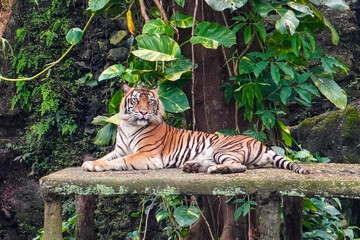 Resting Tiger in Jungle Habitat Lying on a Stone Platform