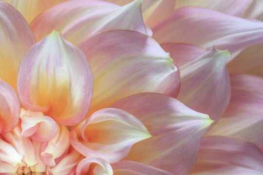 USA, Washington State, Seabeck. Dahlia flower detail. - Powered by Adobe