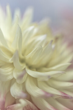 USA, Washington State, Seabeck. Close-up of white dahlia flower.