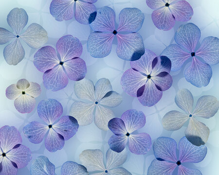 USA, Washington State, Seabeck. Design with hydrangea flowers.