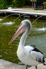 Pelican Standing Beside Pond with Fountains in Natural Setting