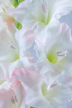 Fototapeta USA, Washington State, Seabeck. Close-up of white gladiola blossoms.