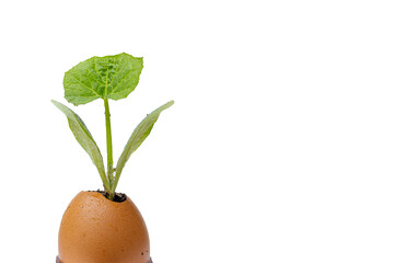 Reuse eggshells for seedling growing planters. Eco friendly and compose gardening concept isolated on white background. Clipping path. 