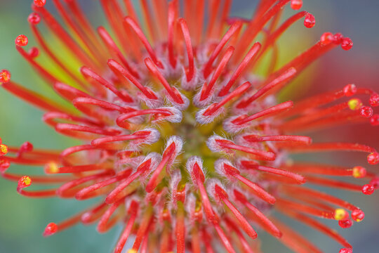 USA, Washington State, Seabeck. Close-up of nodding pincushion flower.