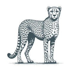 Cheetah vector