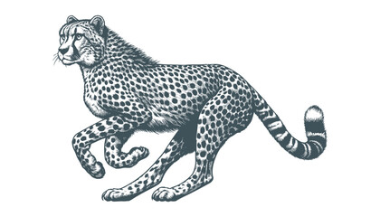 Cheetah vector
