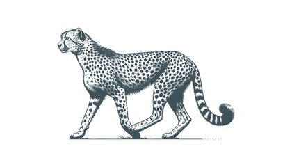 Cheetah vector