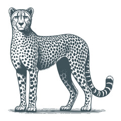Cheetah vector