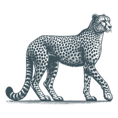 Cheetah vector