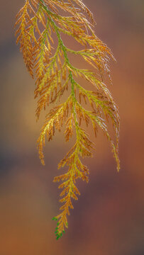USA, Washington State, Seabeck. Cedar bough in early autumn.
