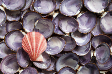 USA, Washington State, Seabeck. Close-up of scallop and clam shells.