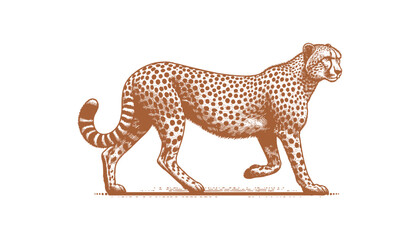 Cheetah vector