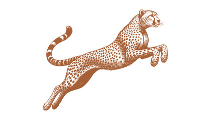 Cheetah vector