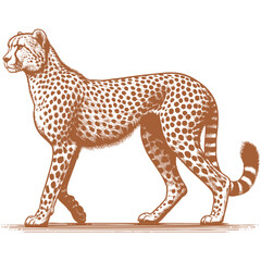 Cheetah vector
