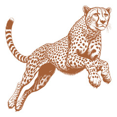 Cheetah vector