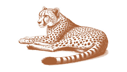 Cheetah vector © CROP MEDIA