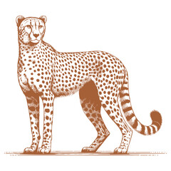 Cheetah vector