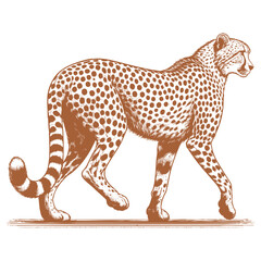 Cheetah vector
