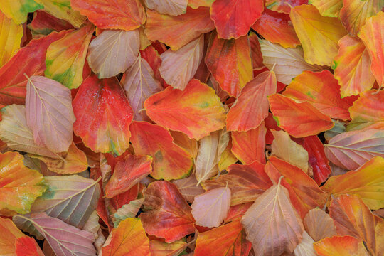 USA, Washington State, Seabeck. Fallen witch hazel leaves in autumn.