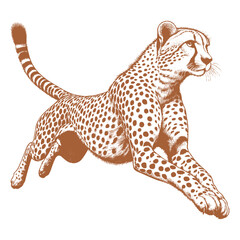 Cheetah vector