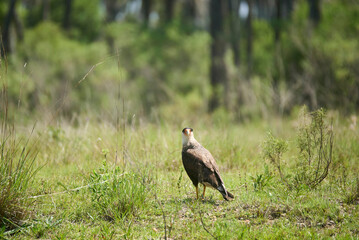 Adult crested caracara, Caracara plancus, standing on the ground and looking at camera. Animal living in the wild in El Palmar National Park, Entre Rios, Argentina.