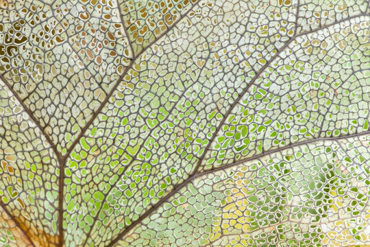 USA, Washington State, Olympic National Park. Close-up of skeletonized leaf pattern.