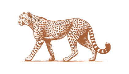 Cheetah vector