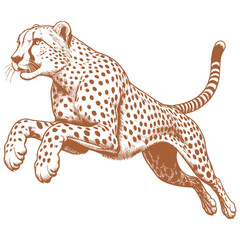 Cheetah vector
