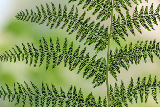 USA, Washington State, Seabeck. Underside of a Lady Fern, Washington State, Seabeck