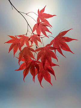 USA, Washington State, Seabeck. Japanese maple leaves in fall.