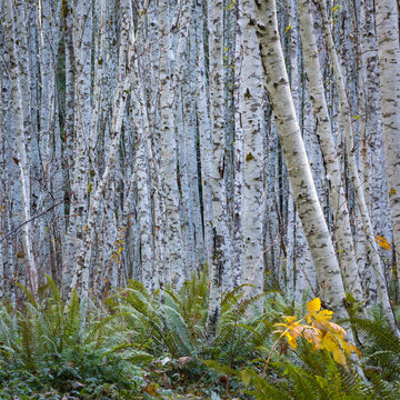 USA, Washington State, Seabeck. Panoramic of young alder grove.
