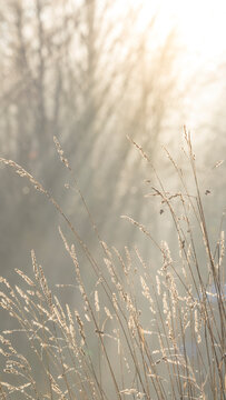 USA, Washington State, Seabeck. Close-up of grass seedheads.