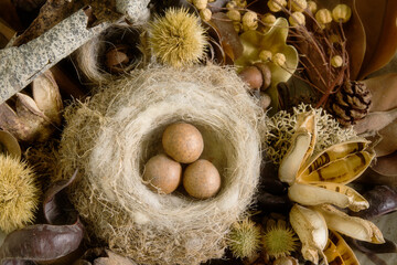 USA, Washington State, Seabeck. Bird nest and eggs close-up.
