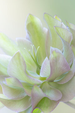 USA, Washington State, Seabeck, USA, Washington State, Seabeck. Lenten rose petals close-up.