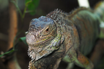 Close-up view of an iguana in a natural habitat setting
