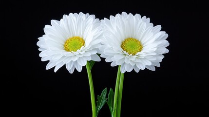 Close up of two white flowers with yellow centers on black background