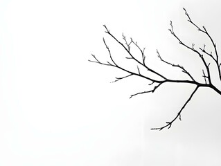 Obraz premium Bare Tree Branch Winter Silhouette