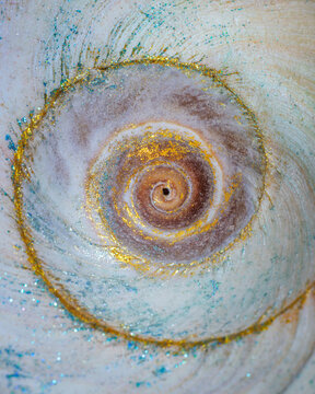 USA, Washington State, Seabeck. Moon snail shell close-up.