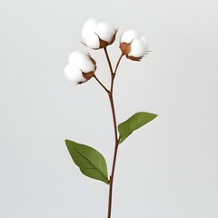 Single White Cotton Flower on White