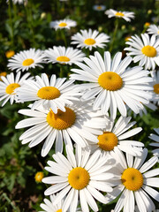Fototapeta premium The beauty of Daisy flowers fresh from nature